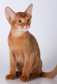 абиссинская кошка sorrel