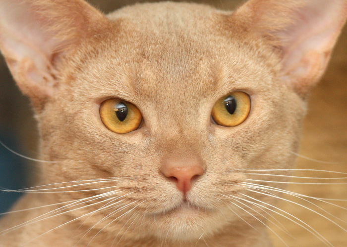 цвет глаз абиссинской кошки