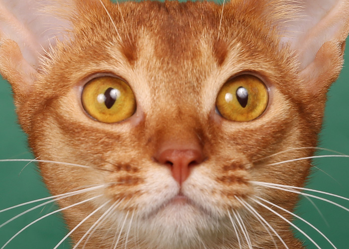 абиссинская кошка глаза