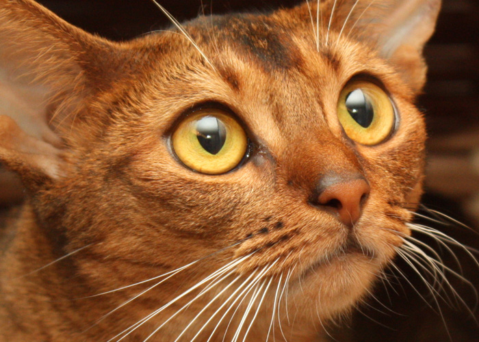 какого цвета глаза у абиссинской кошки